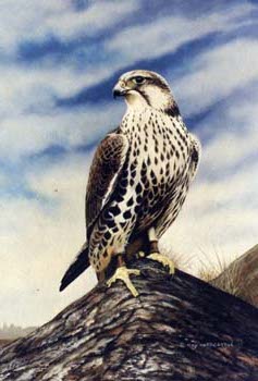 Lanner Falcon
